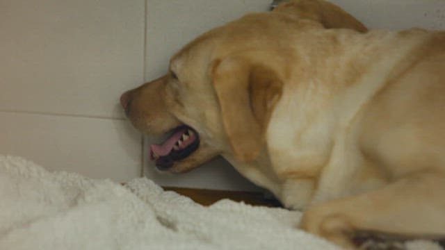 Relaxed Dog Resting on a Soft Blanket