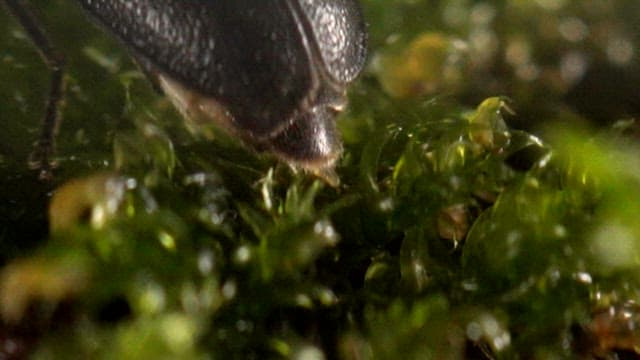 Fireflies laying eggs on green moss