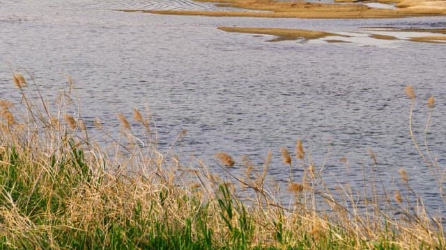 A peaceful riverside scene with tall grasses