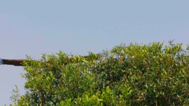 Majestic Bird of Prey Soaring in the Sky