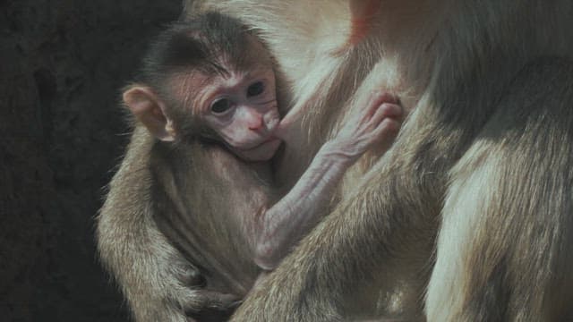 Baby Monkey Sucking Milk While Being Held by its Mother