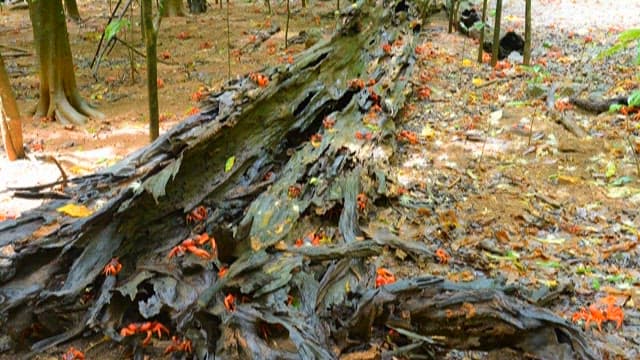 Decaying Tree Trunk in a Forest with Red Crabs