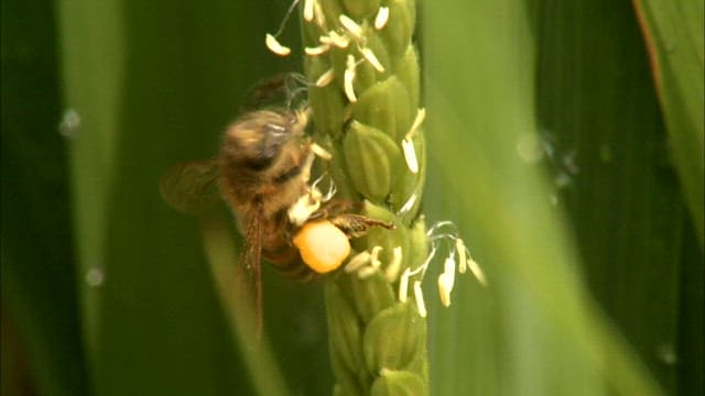 Bee collecting pollen from green plants