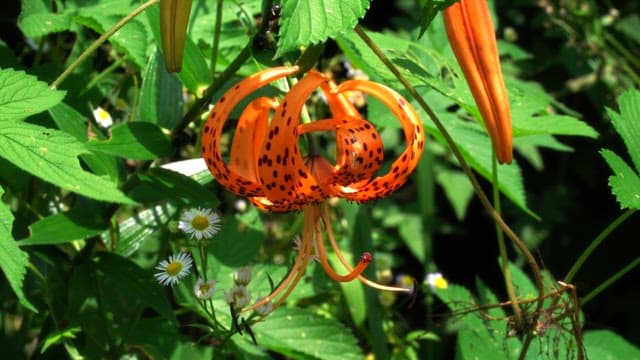 Vibrant orange lily in full bloom