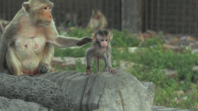 Baby Monkey Being Held by its Mother