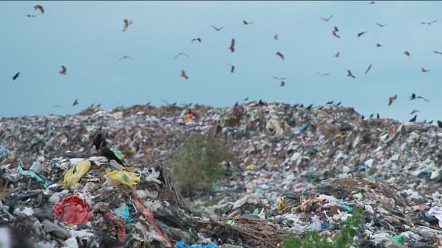 Birds flying over a massive landfill