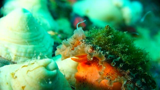 Colorful sea hare in the ocean