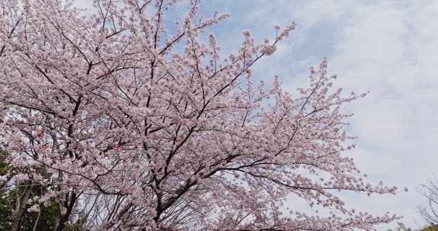 Cherry blossoms in full bloom near buildings