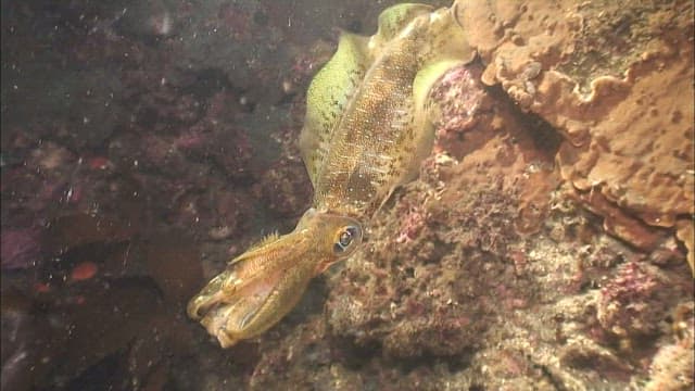 Squid swimming near a coral reef