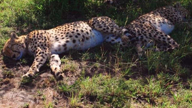Cheetahs Resting in the Wild