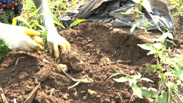 Harvesting potatoes from a field in rural area