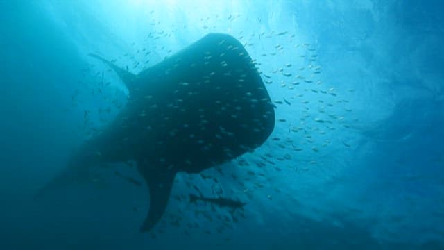 Whale Shark Surrounded by Fish