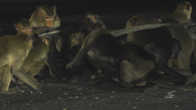 Monkeys gathering at night on the street
