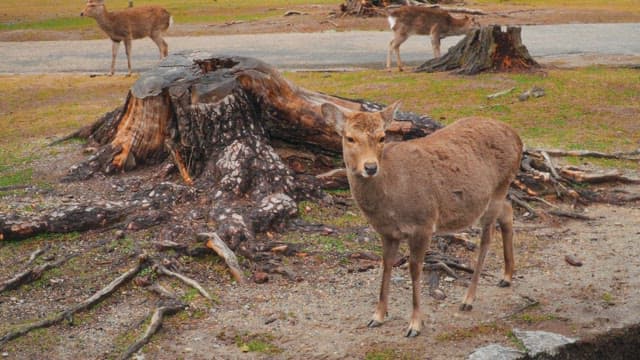 Peaceful walk in the park with deer wandering nearby