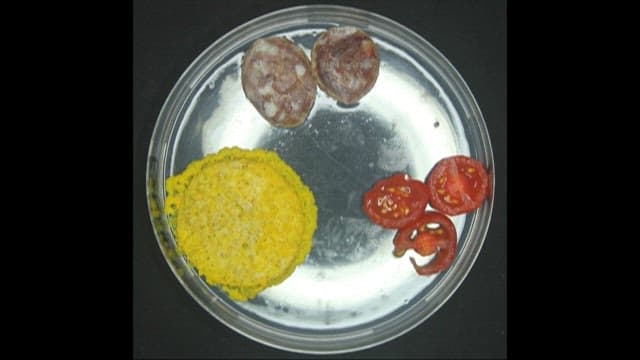 Time-lapse of Mold Growth in Petri Dish