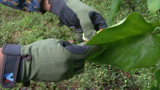 Studying a Colorful Frog in the Rainforest
