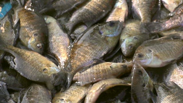 Pile of flapping fish