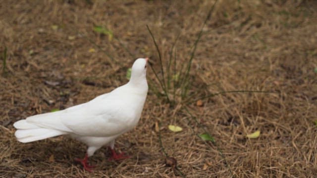 White pigeon walking on dry grass in the open field