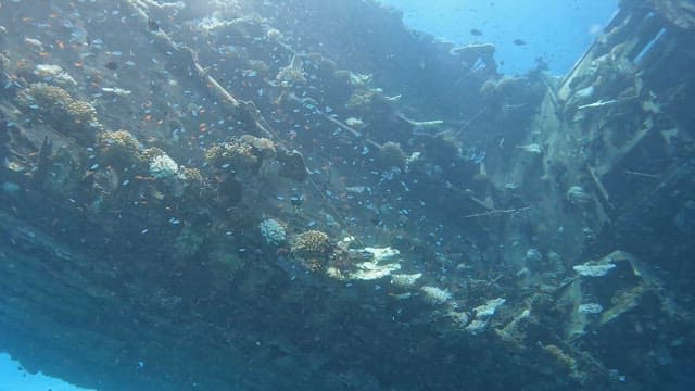 Underwater scene with coral and fish