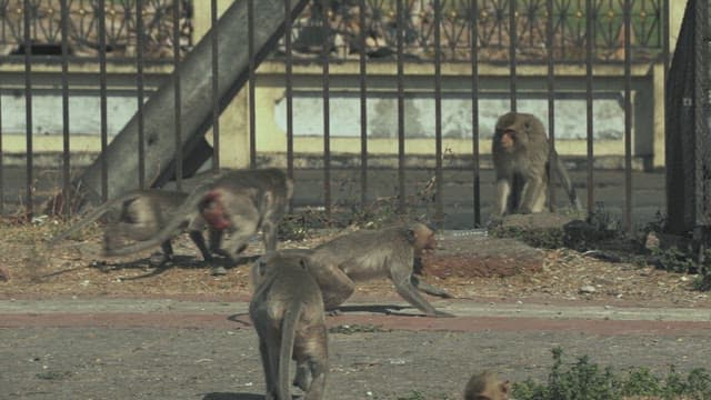 Monkeys Fighting Violently Near the Street