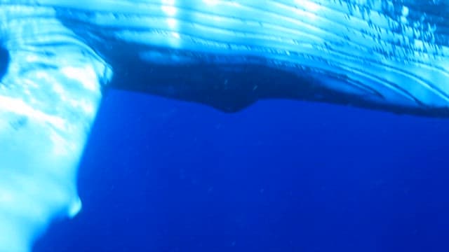 Majestic Whale Swimming Under Ocean Surface