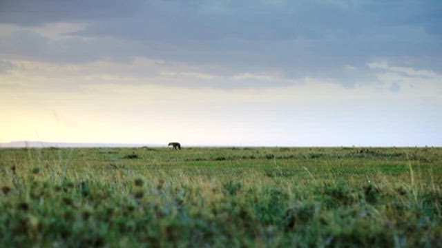 Wild Animals Roaming the Vast Savannah Grassland
