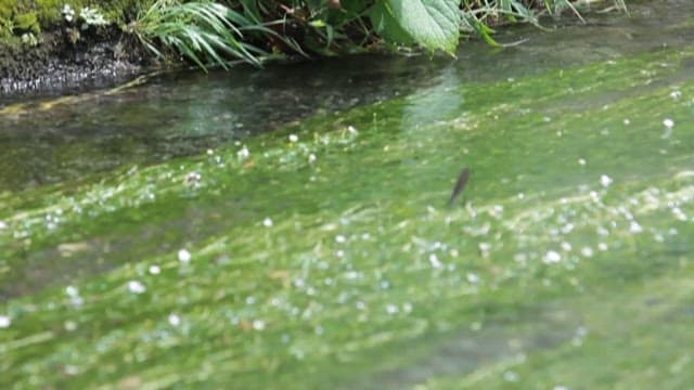 Dragonfly Resting by a Stream