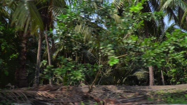 Driving through a dense tropical forest on a sunny day