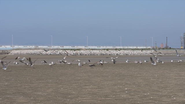 Seagulls flying over the sandy shoreline with a breakwater in sight