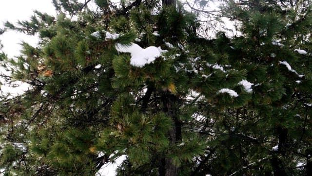 Snow-covered pine tree branches in a cold winter forest