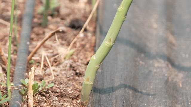 Young asparagus stalks growing in the field