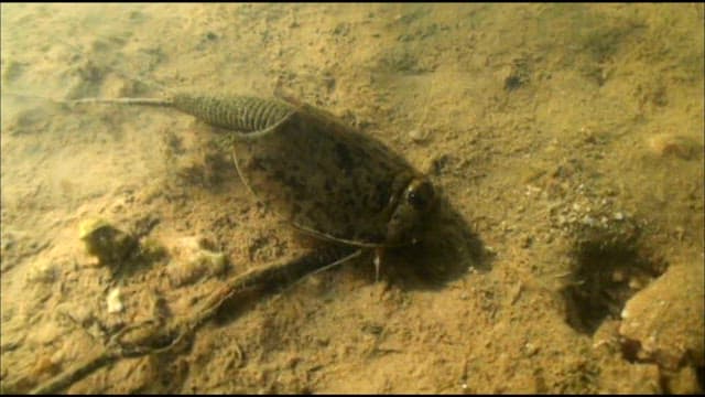 Tadpole shrimp on the riverbed in its natural habitat