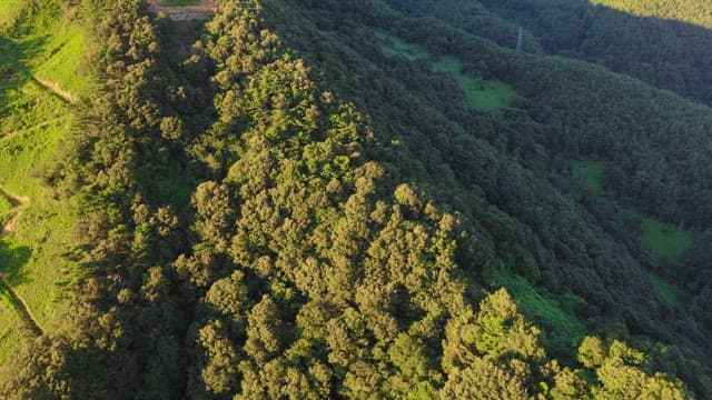 Aerial View of Lush Forest and Remote Pathway