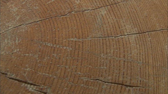 Detailed Texture of a Wooden Surface