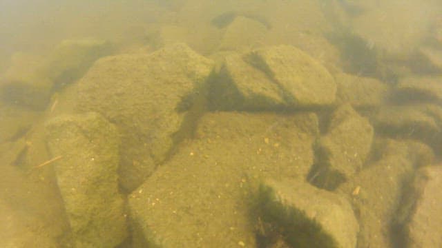 Underwater view of a crab on rocks in a riverbed