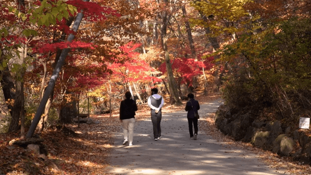 People walking through a beautiful autumn forest colored with maple leaves