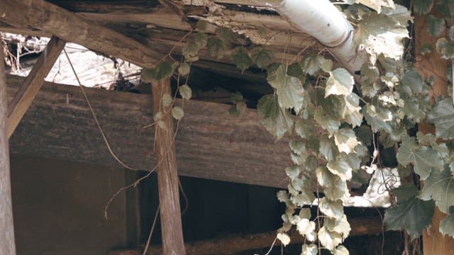 Vines growing on an old wooden structure