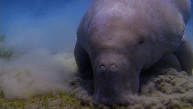 Dugong Grazing Seagrass on Ocean Floor