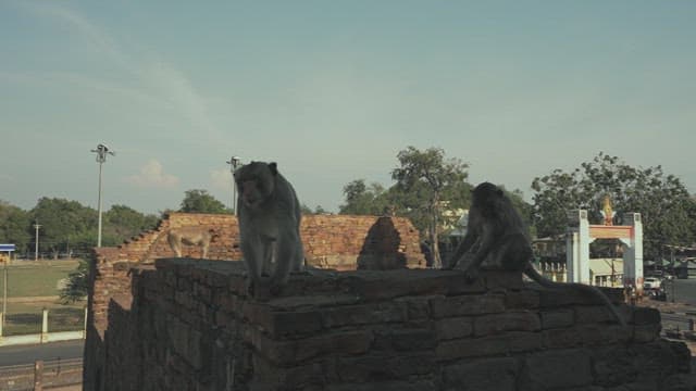 Monkeys Sitting on Ancient Brick Ruins in the Late Afternoon