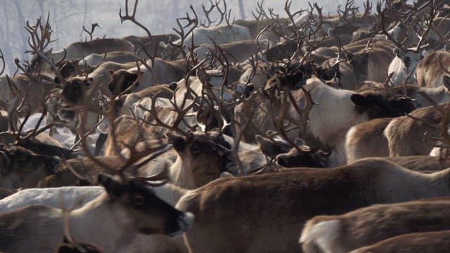 Herd of Reindeer in a Natural Habitat