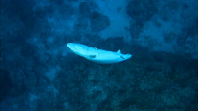 Shark swimming with its fin cut off