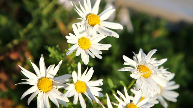 Daisies blooming in a sunlit garden