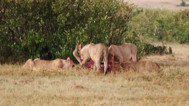 Lions Feasting in the Savannah