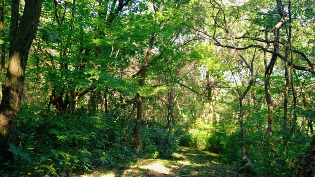 Sunlit forest pathway surrounded by dense trees