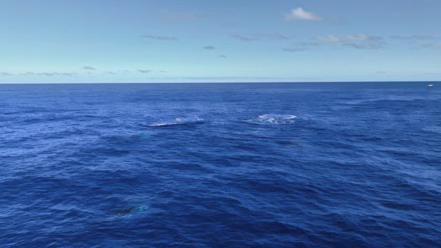 whales swimming in the open ocean
