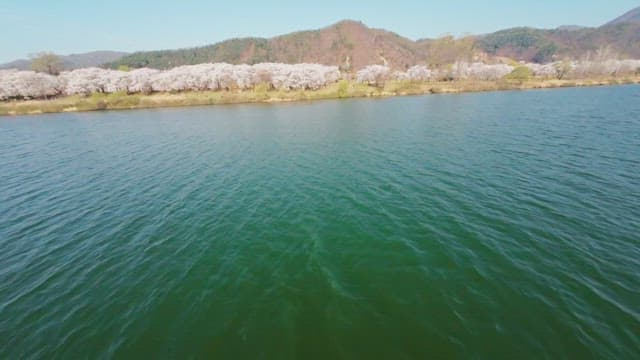 Cherry blossoms along a riverside path