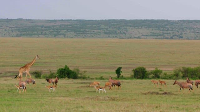 Herbivores Grazing Leisurely in the Savanna Grasslands
