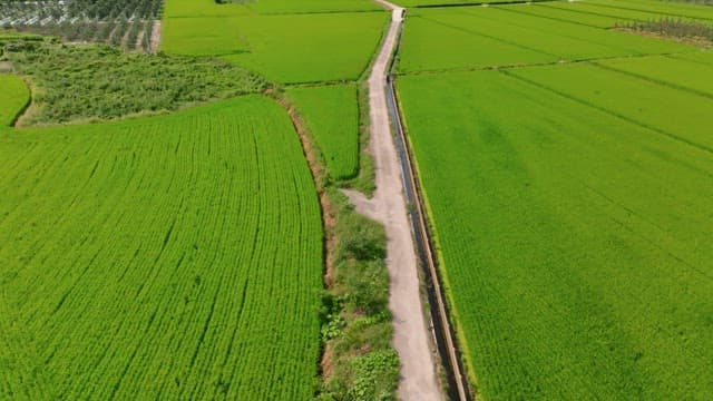 Long road through lush green fields