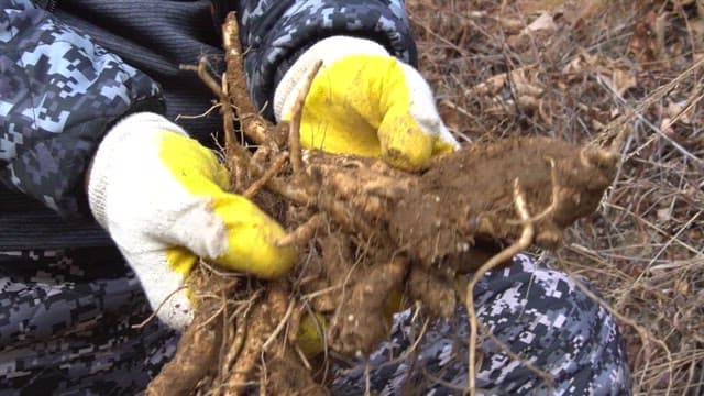 Person holding freshly harvested balloon flower roots