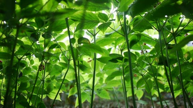 Ginseng leaves growing in a greenhouse
